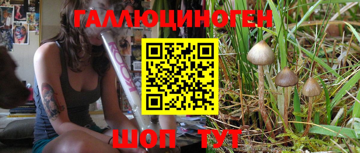 Псилоцибиновые грибы GOLDEN TEACHER Симферополь